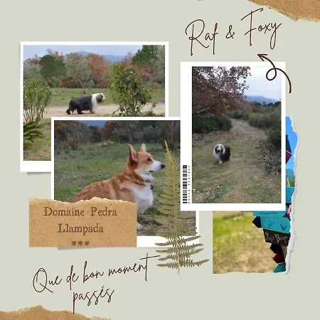 Domaine Pedra Llampada Montagne * Villelongue-dels-Monts